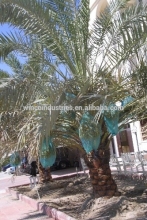 80x100cm, Green Color Date Palm Cover Bag, Used in Middle East