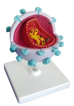 AIDS virus model