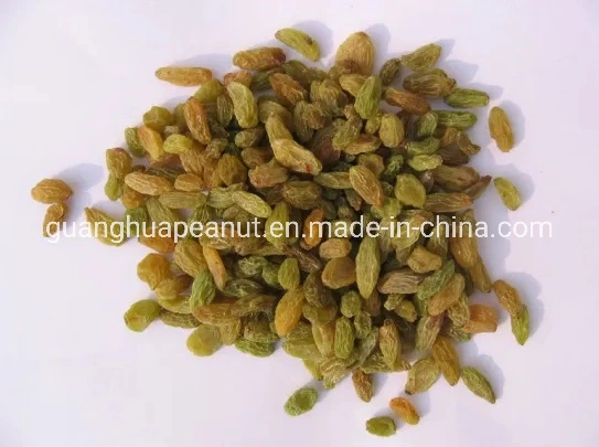 Golden/ Green High Grade Raisins Xinjiang