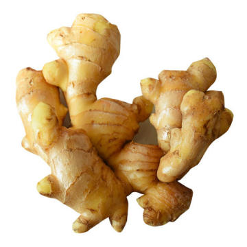 Chinese Fresh Yellow Ginger Root