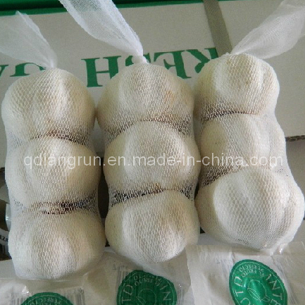 2014 New Crop Pure White Garlic