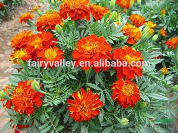 All Colors Of French Marigold Seeds Tagetes Seeds For Planting