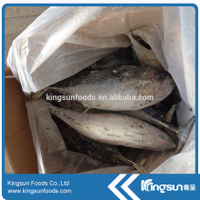 bonito fish fresh frozen skipjack tuna