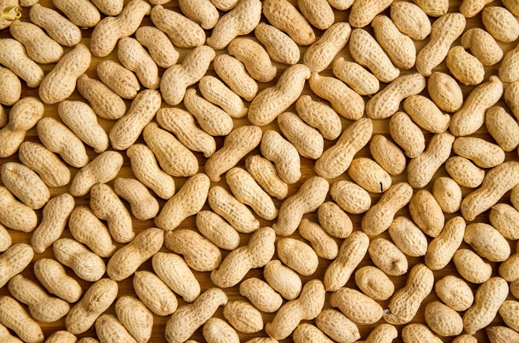 Wholesale Supply New Crop Roasted Peanut in Shell