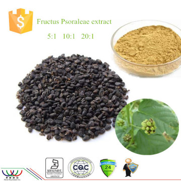 World-way free sample high quality 5:1 10:1 20:1 Fructus Psoraleae extract