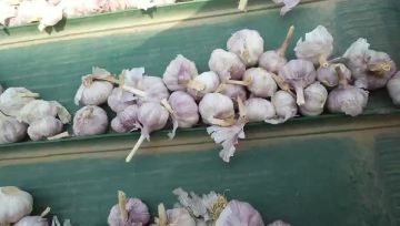 Chinese garlic exports volume