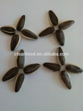 round sunflower seeds seeds for sale sell sunflower seeds