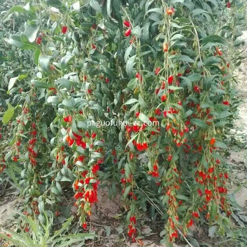 Organic Red Goji Berry 280 Specifications
