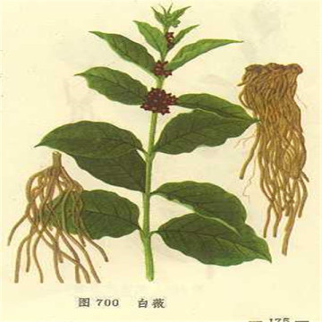 ampelopsis radix BAILIAN Japanese Ampelopsis Root Radix