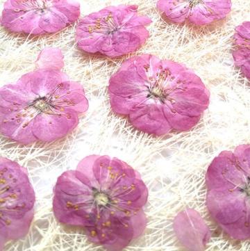 10pcs/lot romance Cherry blossom Pressed Dried Flower Preserved Flowers materials for Candle card crystal glue bookmark