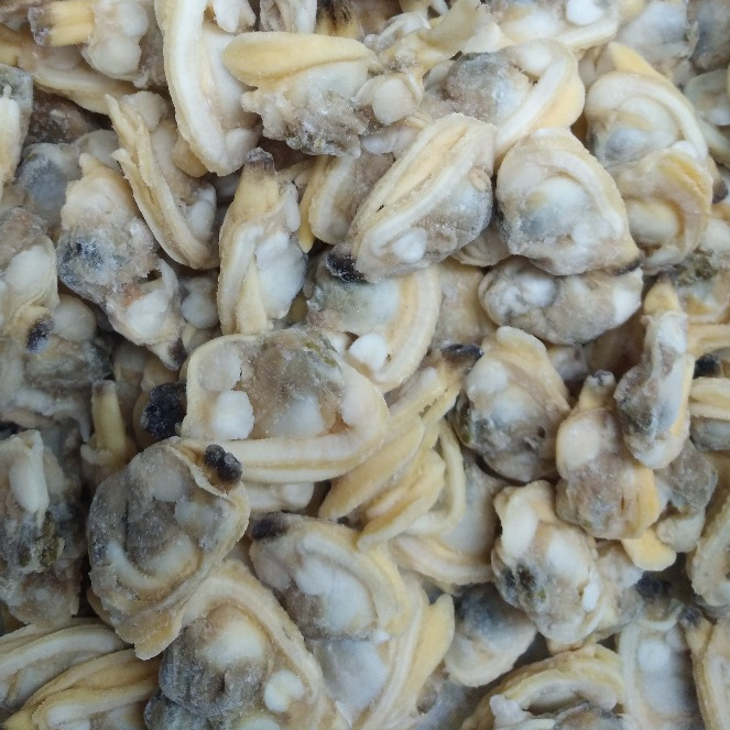 Mrożone gotowane mięso małże z krótkim szyją