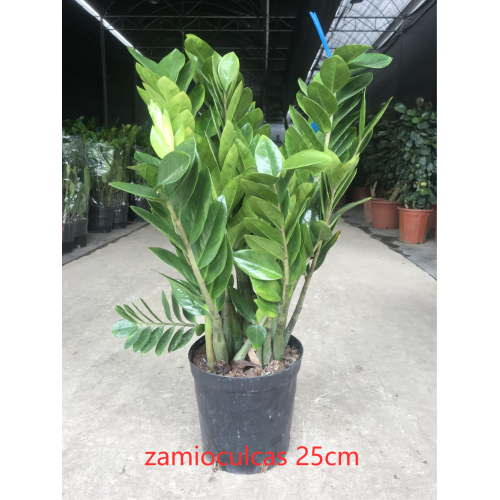 Zamioculcas zamiifolia 250 factory
