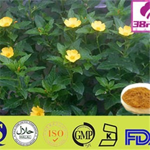 Damiana Leaf Extract/ Damiana Extract