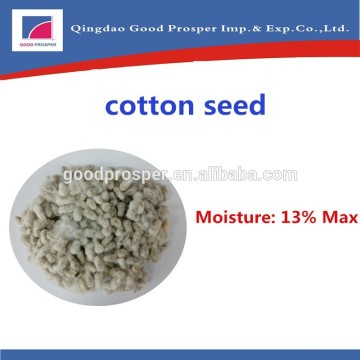 bulk Cotton Seed