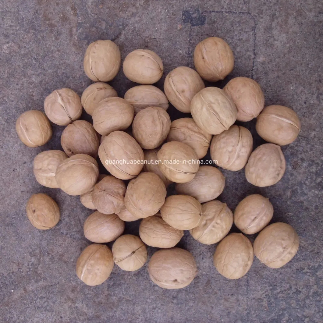 New Crop Walnut in Shell From China