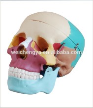 Life-Size Skull Model With Colored Bones