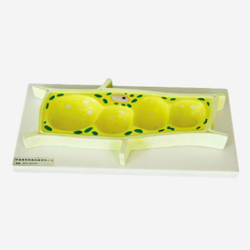 Plant cell model