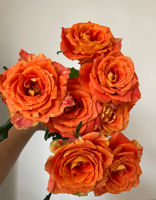 রোজ ক্যান্সার Rose Cancer
