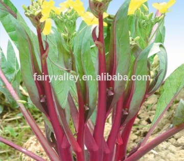 Sale good quality Cabbage seeds flowering chinese cabbage Vegetable sprouts for planting