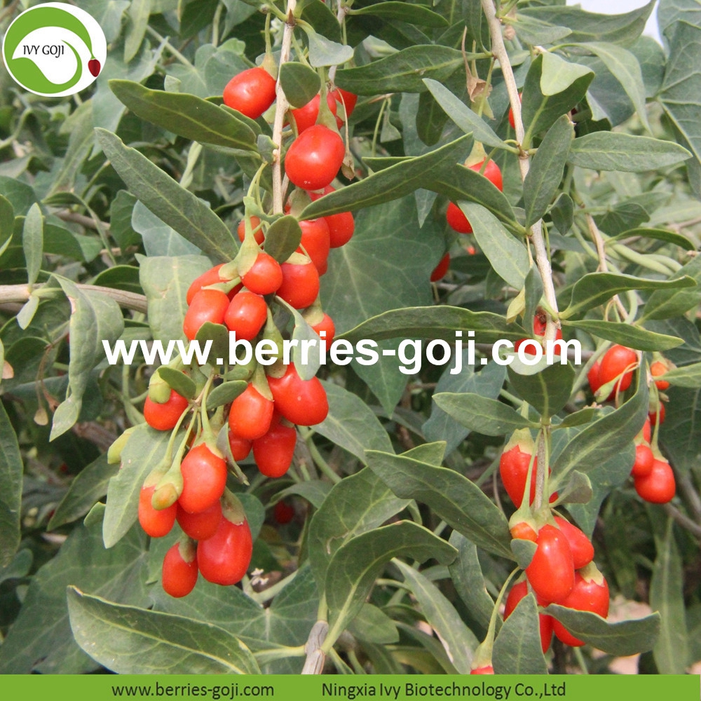 Low Pesticide Goji Berry