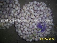 Chinese solo Garlic/China