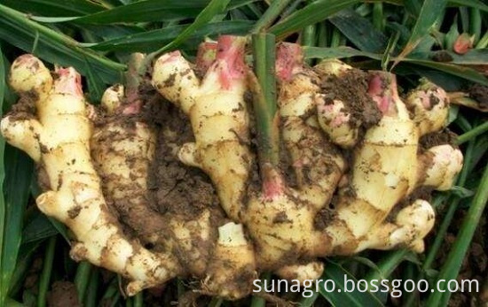 Natural Fresh Ginger