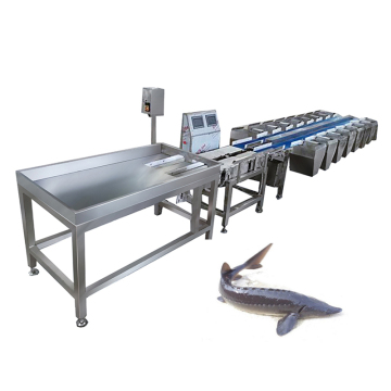 Automatic Fish Weight Grading Machine for Food Grading Line