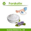 Экстракт Coleus Forskohlii для похудания, форсколин 1% -98%