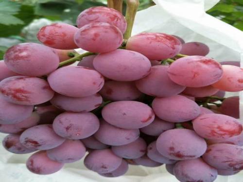 best xinjiang red global grapes