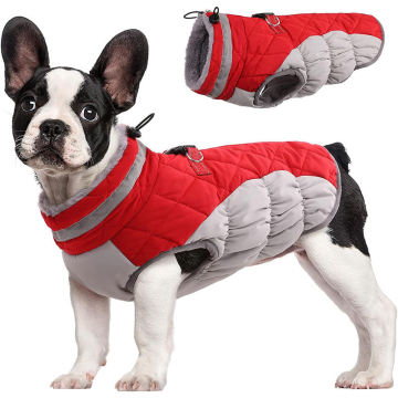 best winter jacket dog