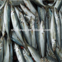 Whole round frozen scad blue scad mackerel(galunggong)