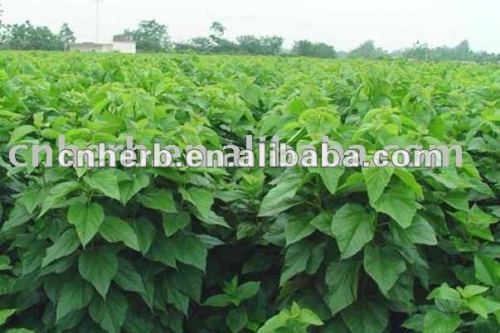 dried and good quality mulberry leaf