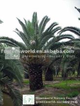 phoenix canariensis outdoor big trees