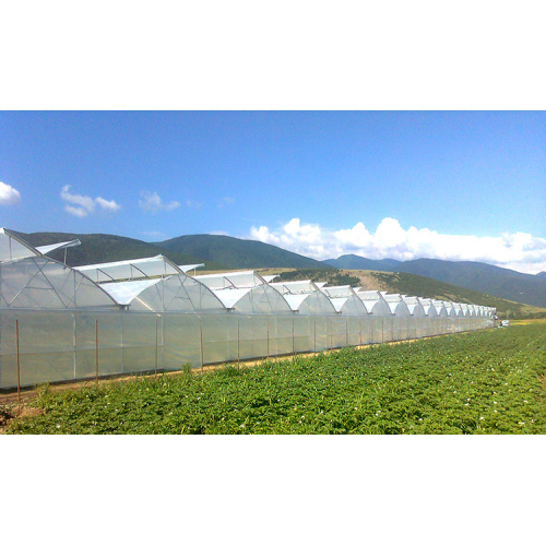 Agriculture Multi-Span Plastic Film Greenhouses