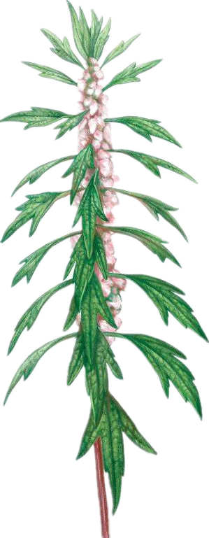 هیدروسول طبیعی Motherwort