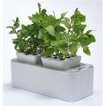 Indoor Planter Growing Rubber Flower Pot