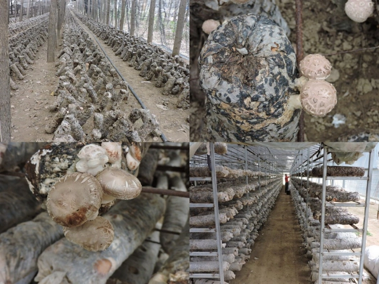 Dried Mushroom Whole Cap Shiitake