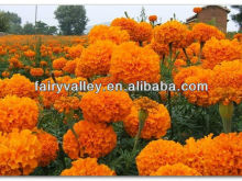 Planting Hybrid F1 Lutein Pigment Orange Marigold Flower seeds Tagetes erecta seeds For Pot Flower Or For Landscape