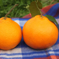 Prix ​​de la nouvelle récolte bébé mandarines oranges