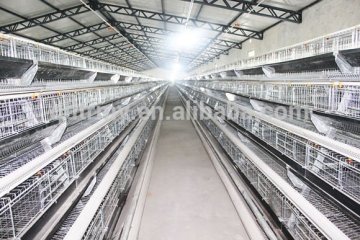 A type high quality automatic chicken cage for fowl
