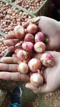 Fried Onion Crispy Fried Shallot Myanmar Onion Material