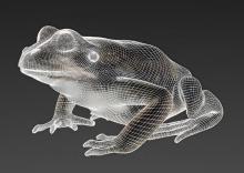 Frog anatomical model-1