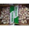 Export Crop 2020 Normal White Garlic