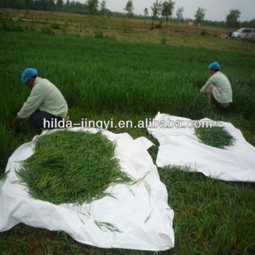 Barley grass powder(hordeum vulgare)