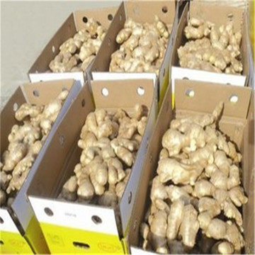 healthy vegetable fresh ginger ,fresh old ginger fresh mature ginger,fresh 150g-200g ginger