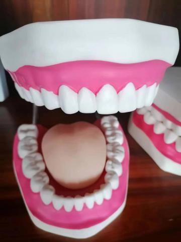 Enlarged Dental Care Model