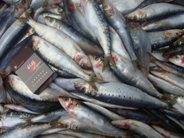 Frozen Pilchard Sardine Fish Suppliers 80/120