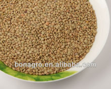 new crop lentils