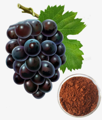 Grape seeds extract cas 84929-27-1
