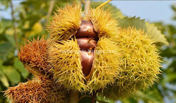 chestnut in tree